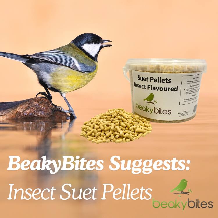 We suggest suet pellets